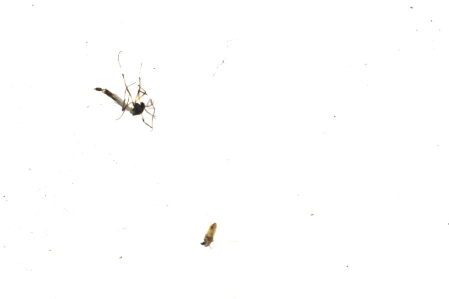 Image 17